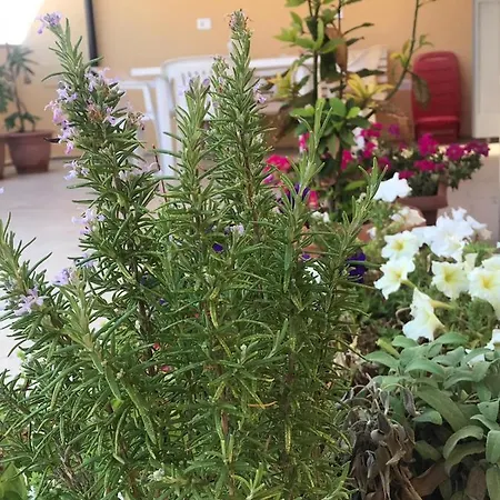 게스트하우스 Il Terrazzo Del Pittore 마자라데발로